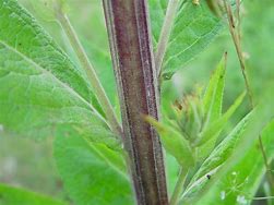 Image result for Verbascum lychnitis