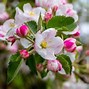 Image result for Fruit Tree Pollination