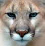 Image result for OS X Mountain Lion Wallpape