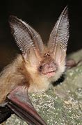 Image result for Brown Bat Ears
