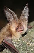 Image result for Bat with Big Ears