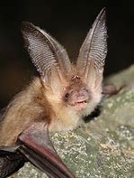 Image result for Big-Eared Bat
