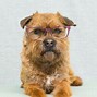 Image result for Dog Wearing Big Glasses