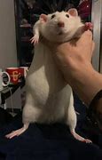 Image result for Fat Rat in Hand