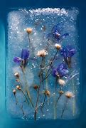 Image result for White Frozen Flowers
