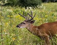 Image result for Deer Jawbone