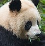 Image result for Panda Bear Diet