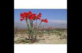 Image result for anacá