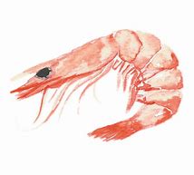 Image result for Shrimp Illustration