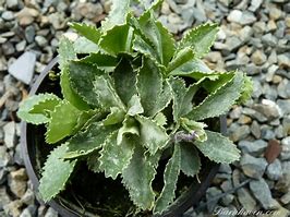 Image result for Primula marginata Drakes Form