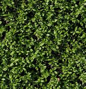 Image result for Hedge Texture Tileable