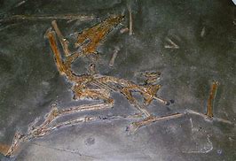 Image result for dorygnathus