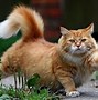Image result for My Big Fat Cat