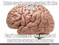 Image result for Nervous System Meme