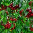 Image result for Mini Dwarf Apple Trees