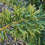 Image result for Taxus baccata Summergold