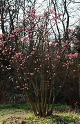 Image result for Viburnum x bodnantense Dawn