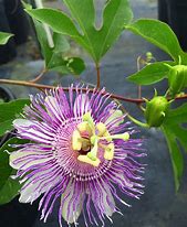 Image result for Passiflora Incarnata Vine