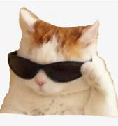 Image result for Cat Meme Glasses