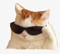 Image result for Cat Sunglasses Picture Funny