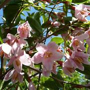 Image result for STYRAX JAP. PINK SHIMES