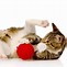 Image result for Catnip Toys for Indoor Cats