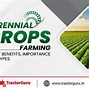 Image result for List of Perennial Crops