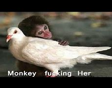 Image result for monkey fucking