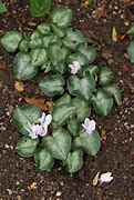 Image result for Cyclamen hederifolium Amaze Me