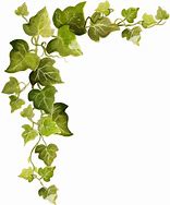 Image result for Drawings of Ivy Vines