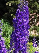 Bildergebnis für Delphinium magic fountain Lilac Rose/White Bee