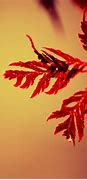 Image result for iPhone 12 Red Wallpaper