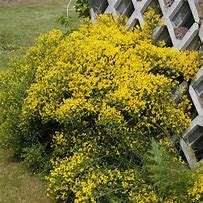 Image result for Genista lydia