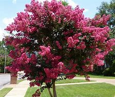 Image result for Pink Ornamental Trees