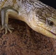 Image result for How Long Does a Lizard Live