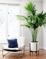 Image result for Living Room Plant Decor