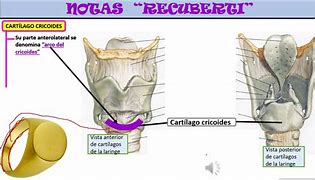 Image result for cricoides