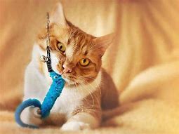 Image result for Chew Toys for Cats