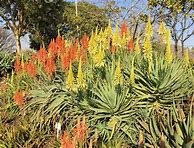 Image result for High Spice Guardian Aloe
