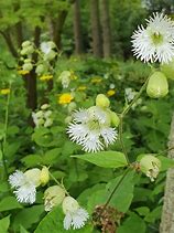 Image result for Silene fimbriata