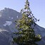 Image result for Pinus monticola Sisk Mtn.