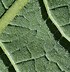Image result for Vernonia gigantea
