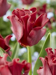 Image result for Tulipa Red Dress