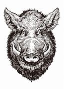 Image result for Wild Hog Drawing