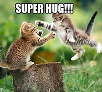 Image result for Cute Cat Hug Memes