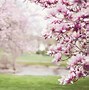 Image result for Ultra Wide Cherry Blossom