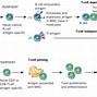 Image result for Complement System Immunity
