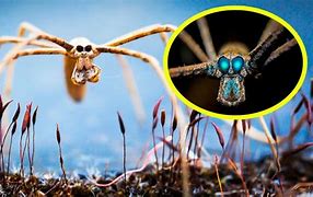 Image result for Rarest Spider in the World