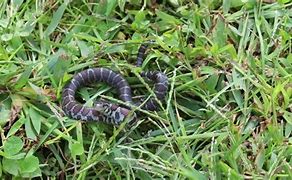 Image result for Smallest Snake in the World