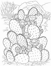 Image result for Vision Soft Reset Cactus
